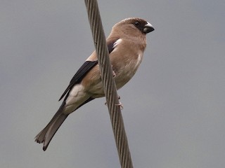 - Brown Bullfinch