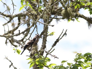  - Brown Bullfinch