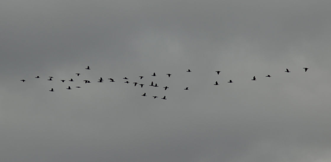 Double-crested Cormorant - ML158659661