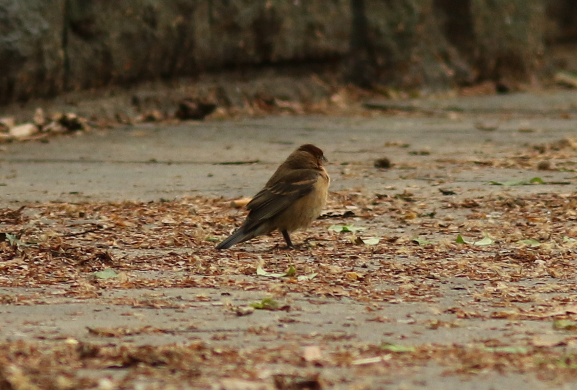 Blue Grosbeak - ML158659791