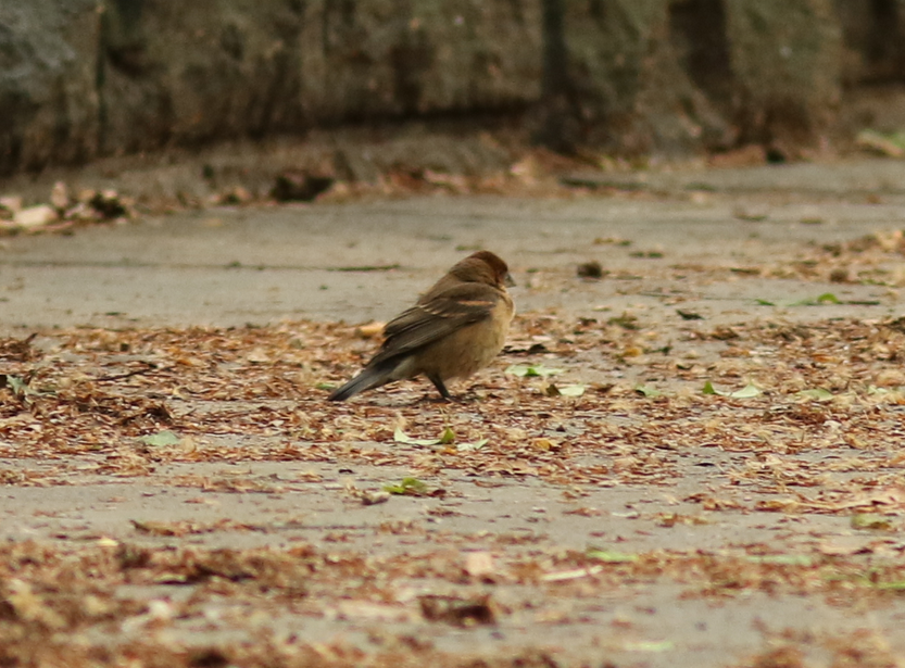 Blue Grosbeak - ML158659821