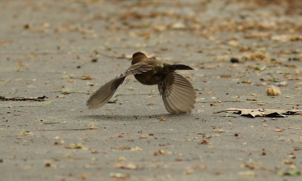 Blue Grosbeak - ML158659831