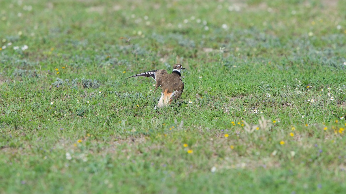 Killdeer - Jon Cefus