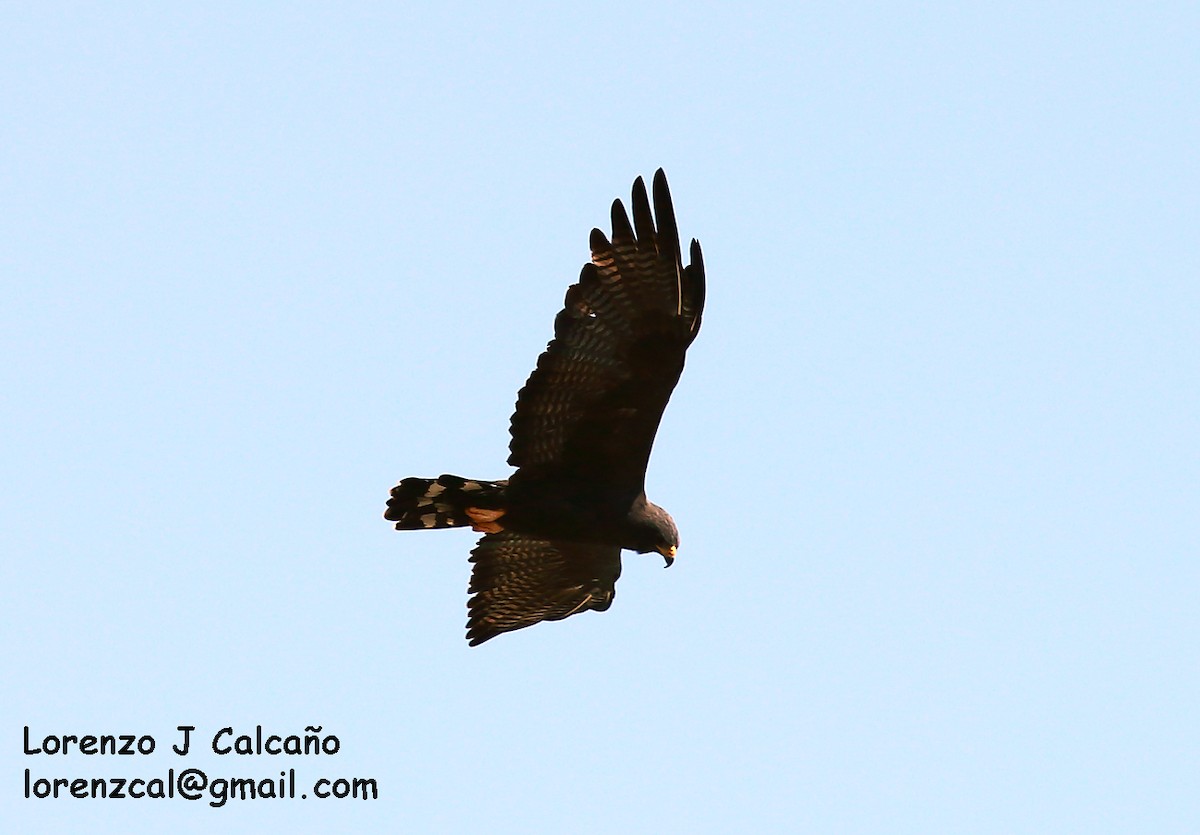 Rußbussard - ML158660251