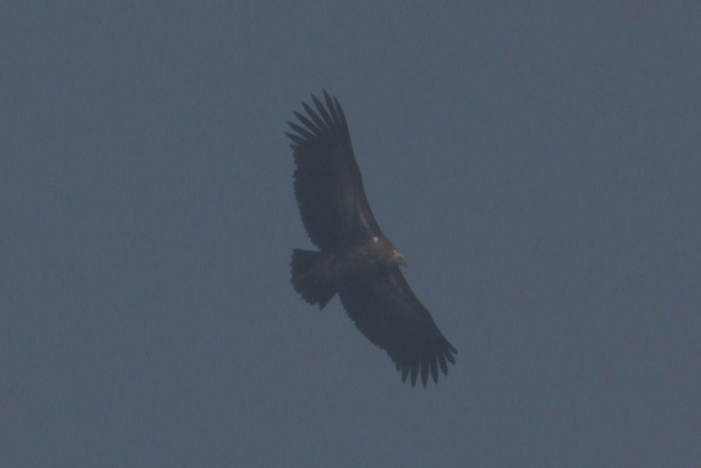 Eurasian Griffon - ML158660521