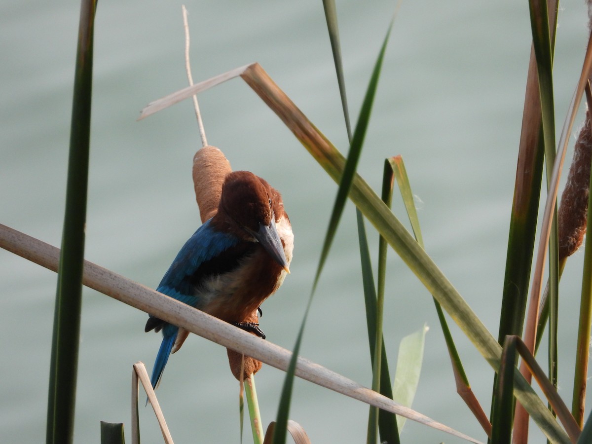 White-throated Kingfisher - ML158660971