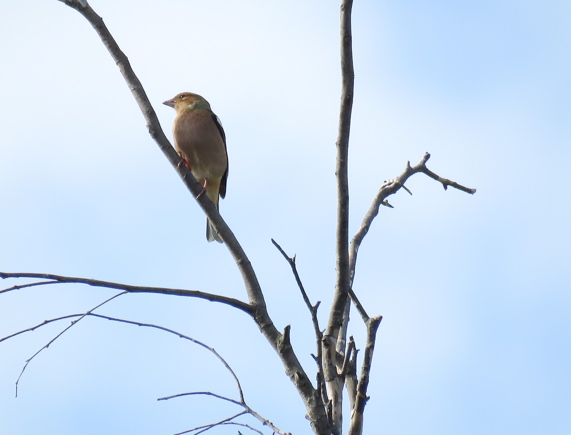 Common Chaffinch - ML158663111