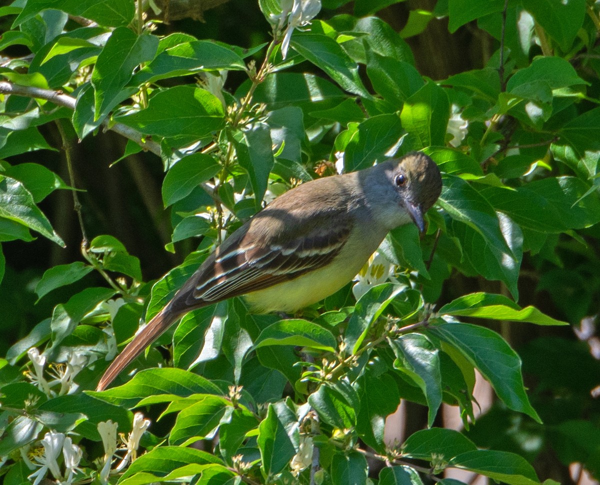 Great Crested Flycatcher - ML158663311