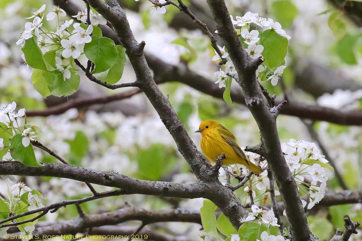 Northern Yellow Warbler - ML158664191
