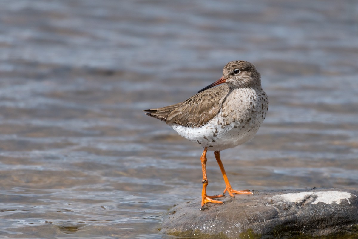 Common Redshank - ML158665031