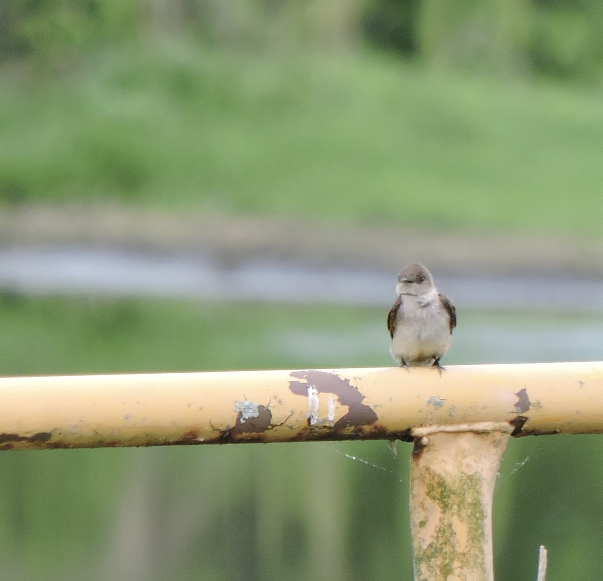 Northern Rough-winged Swallow - ML158665591