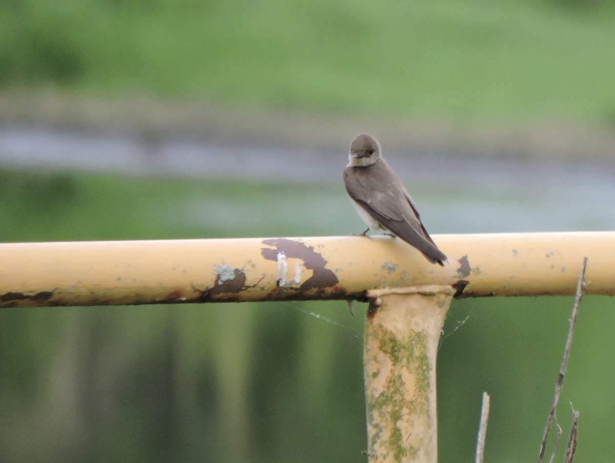 Northern Rough-winged Swallow - ML158665601