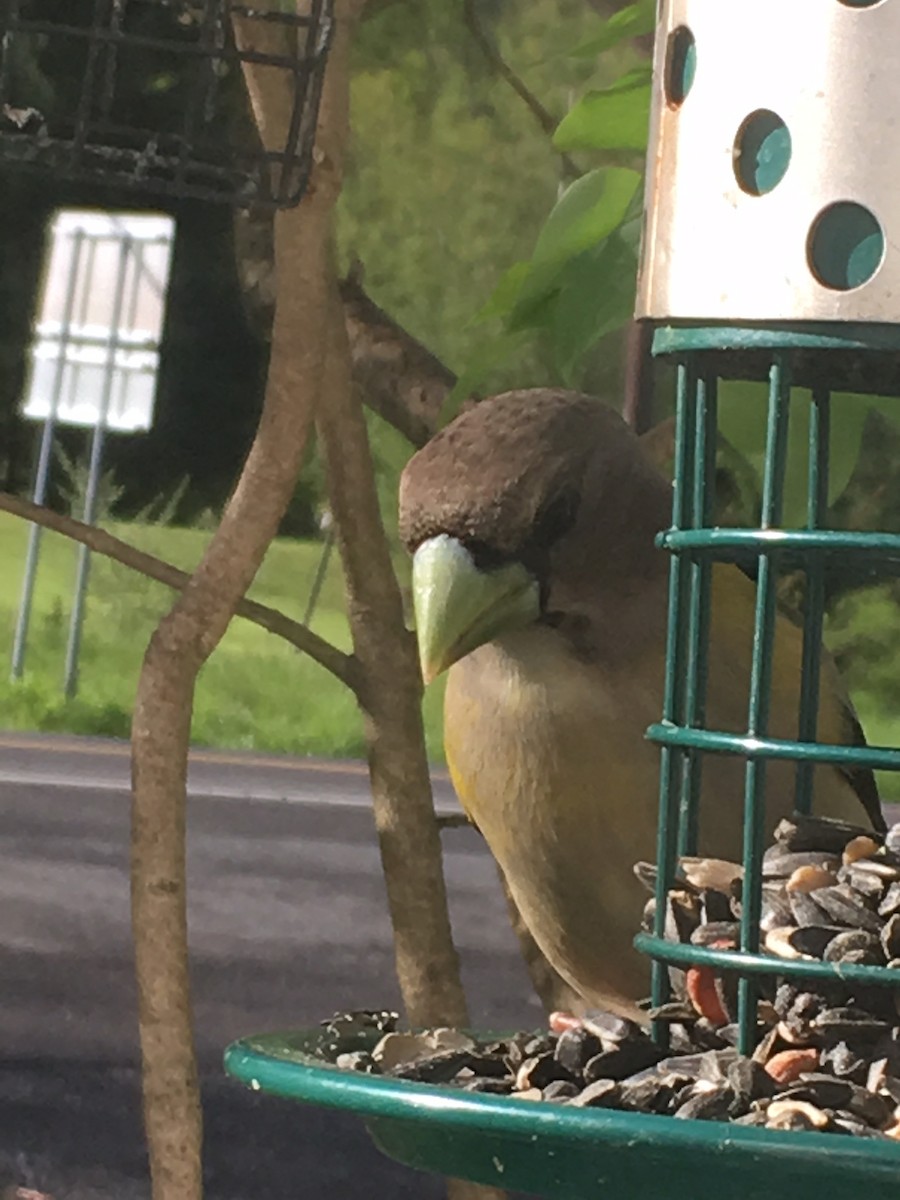 Evening Grosbeak - ML158666181