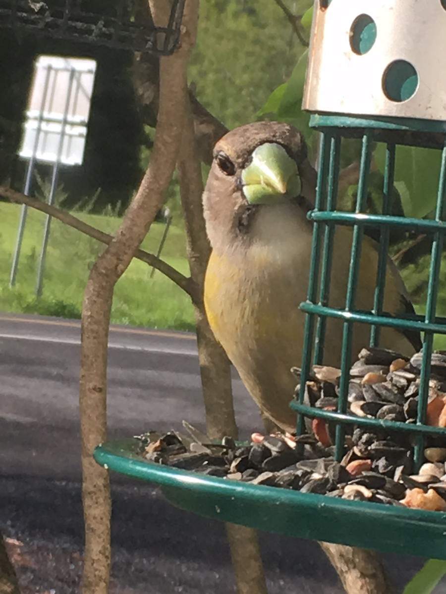 Evening Grosbeak - ML158666251