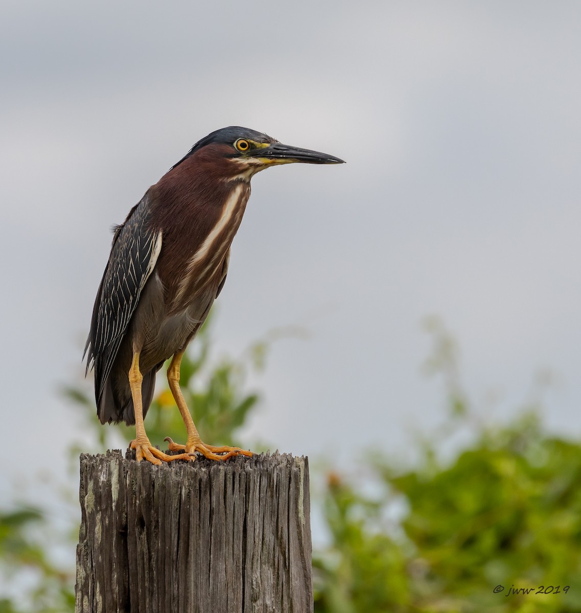 Green Heron - Janey Woodley