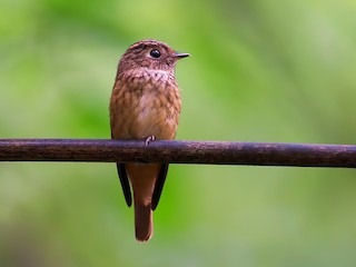 Juvenile - Ferruginous Flycatcher