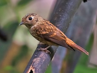 Juvenile - Ferruginous Flycatcher