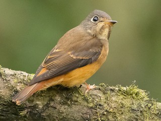 Adult - Ferruginous Flycatcher
