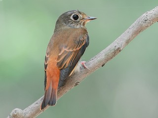 Adult - Ferruginous Flycatcher