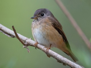 Adult - Ferruginous Flycatcher