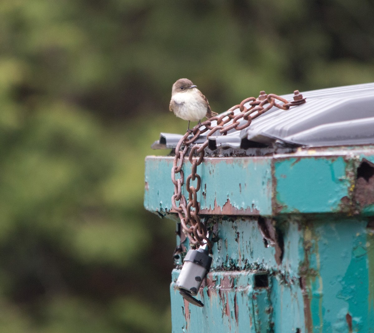 Eastern Phoebe - ML158669871