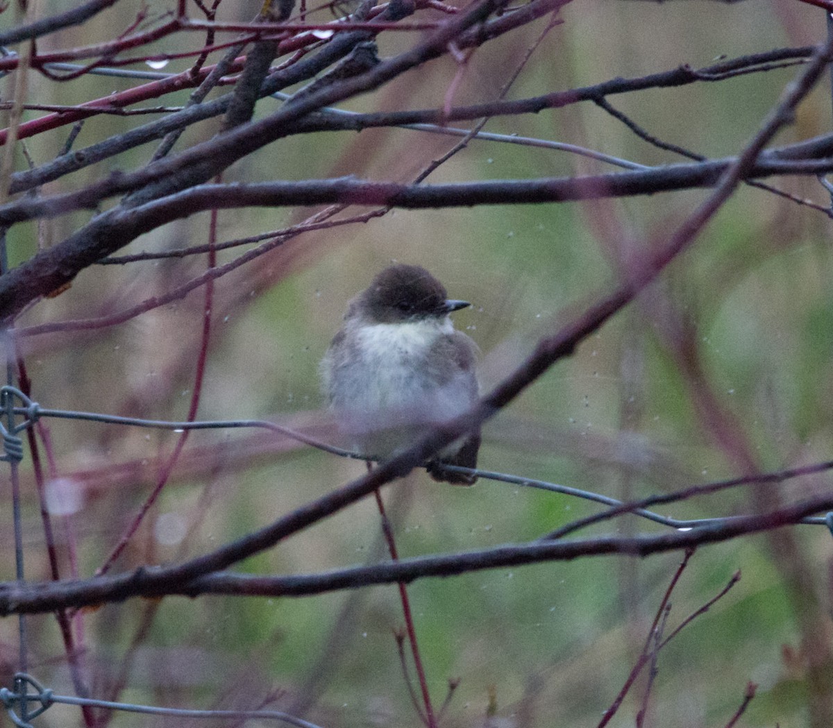 Eastern Phoebe - ML158669881