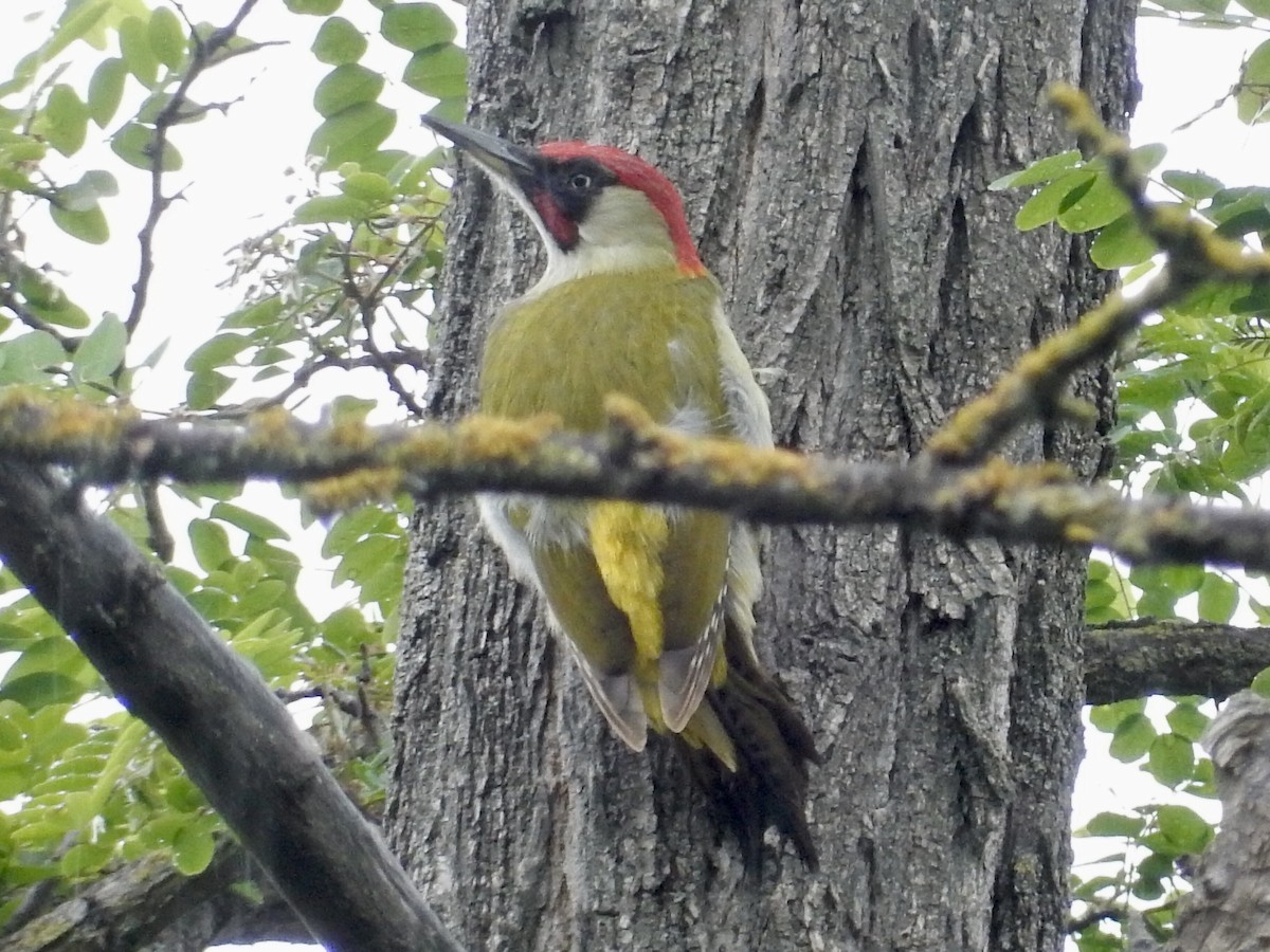 Eurasian Green Woodpecker - ML158670911