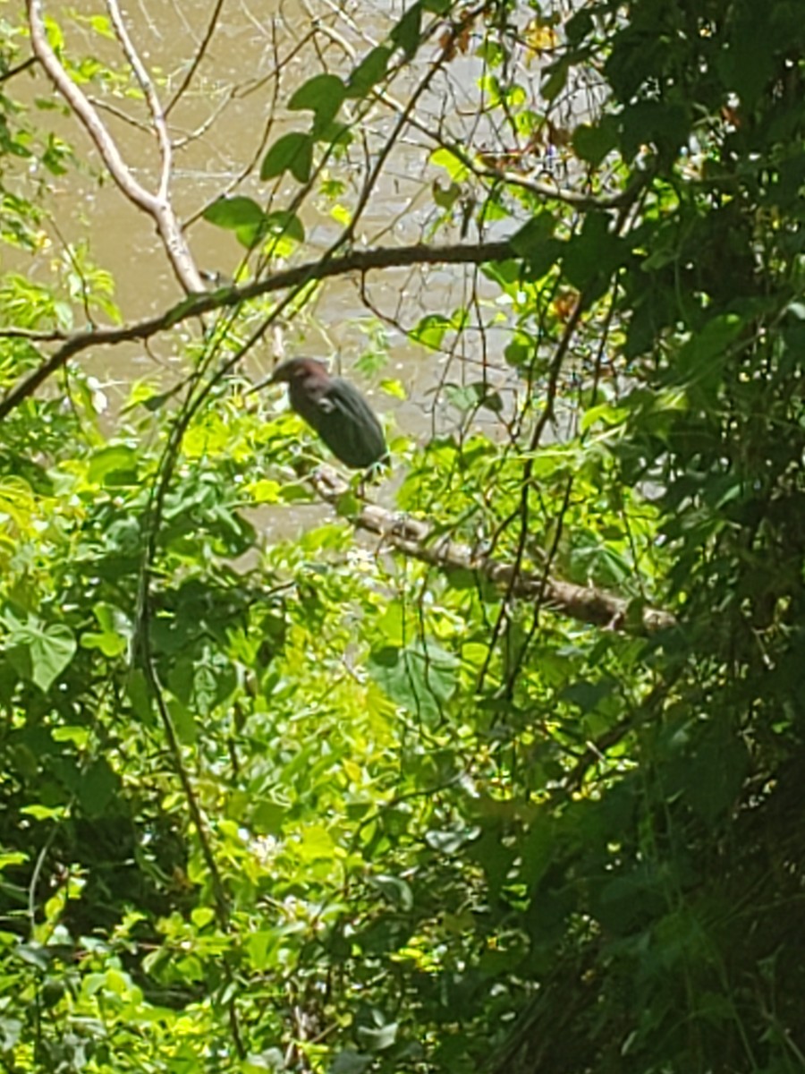 Green Heron - ML158671021
