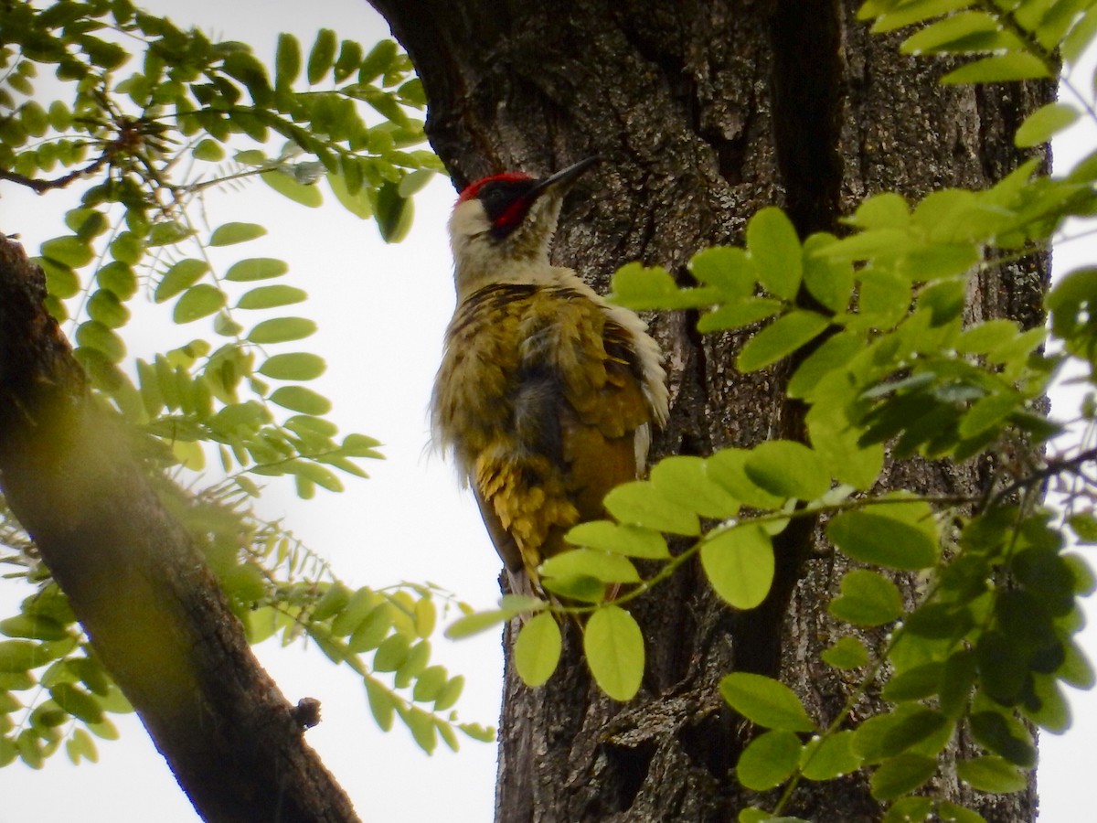 Eurasian Green Woodpecker - ML158671171