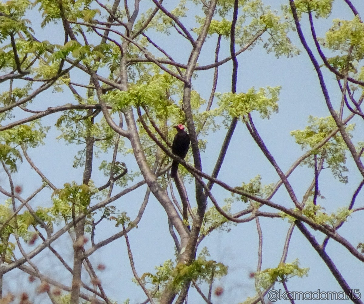 Miná Coleto - ML158671471