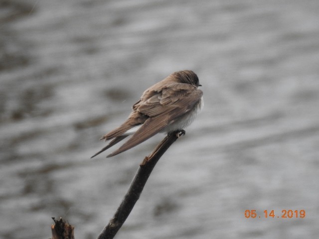 Northern Rough-winged Swallow - ML158672991