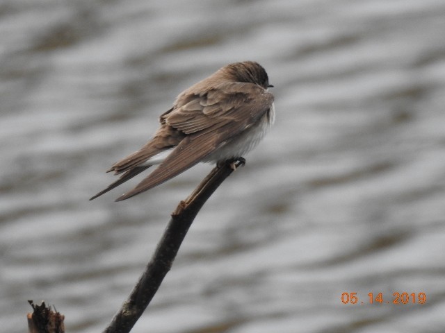 Northern Rough-winged Swallow - ML158673111