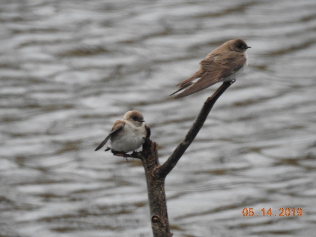 Northern Rough-winged Swallow - ML158673151