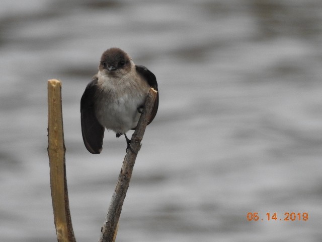 Northern Rough-winged Swallow - ML158673161