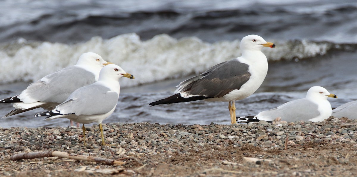 Lesser Black-backed Gull - ML158674261