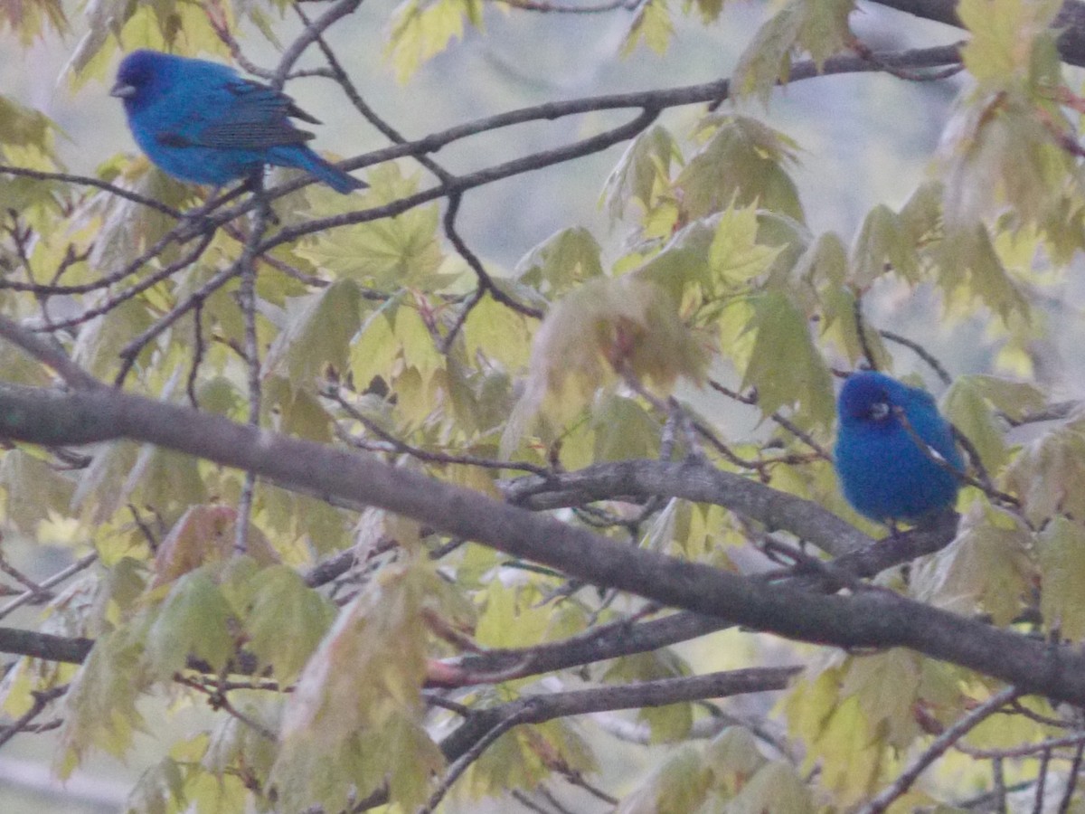 Indigo Bunting - ML158674631