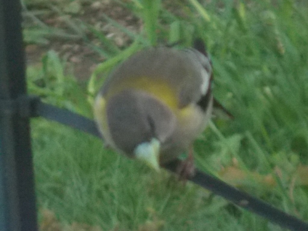 Evening Grosbeak - Anonymous