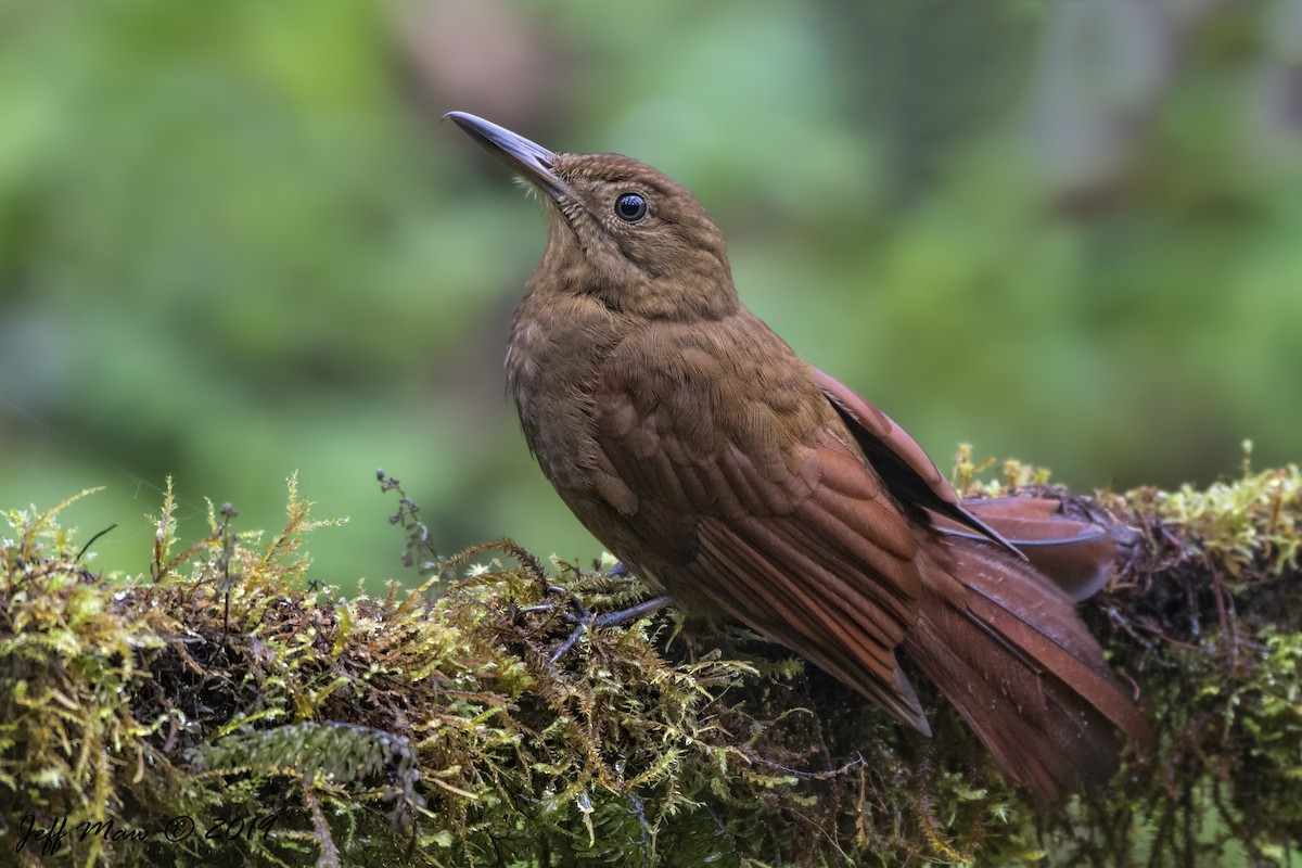 Tyrannine Woodcreeper - ML158675301