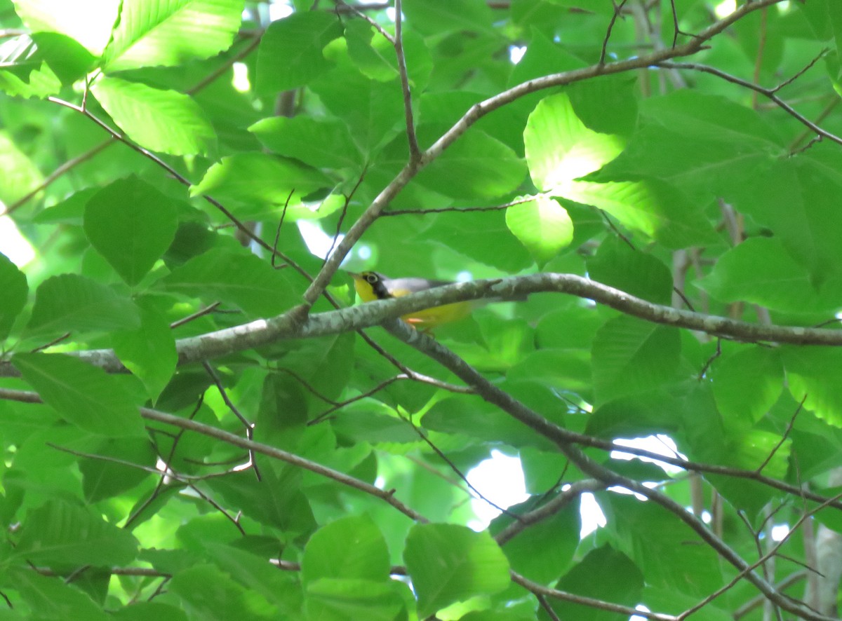 Canada Warbler - ML158677981