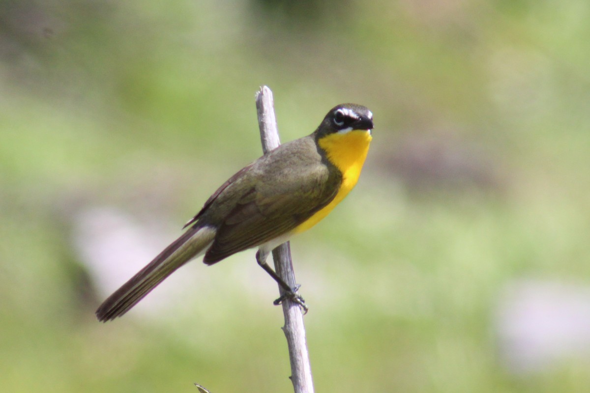 Yellow-breasted Chat - ML158678101