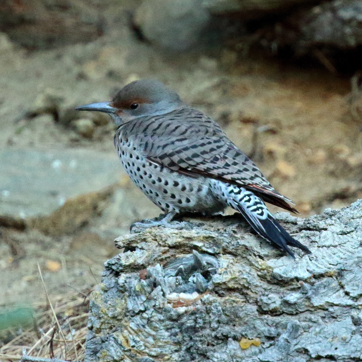 Northern Flicker - David Barton