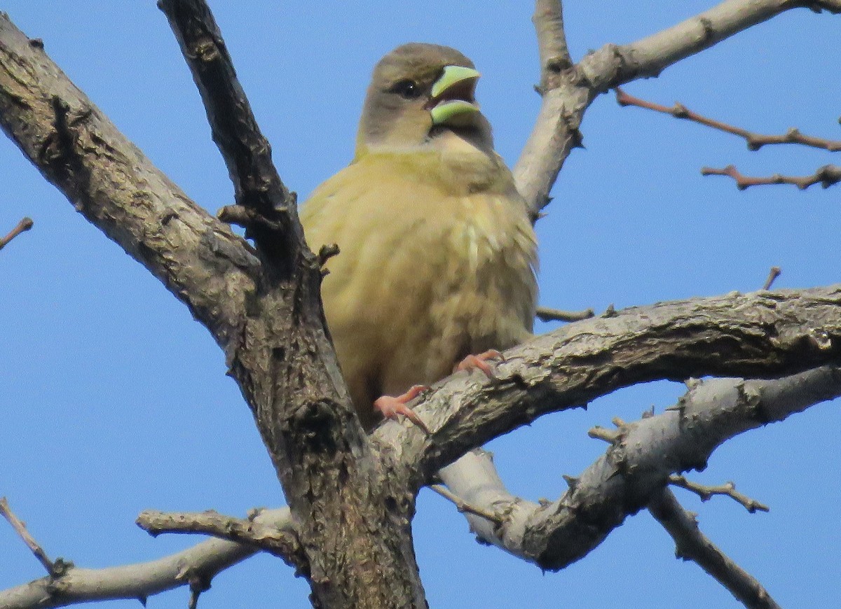 Evening Grosbeak - ML158682511