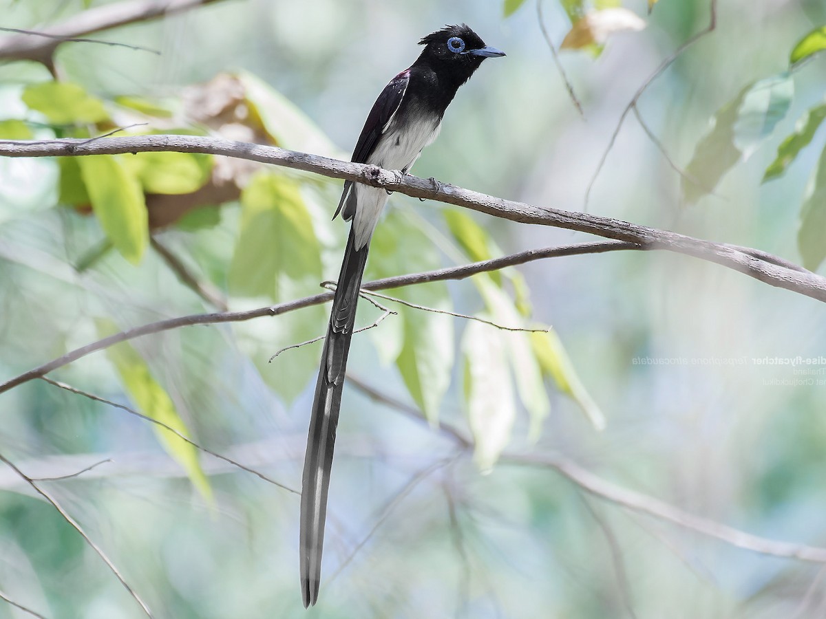 脚付きシエッポ　FLYCATCHER w.foot SIEPPO Black Paradise-Flycatcher - eBird