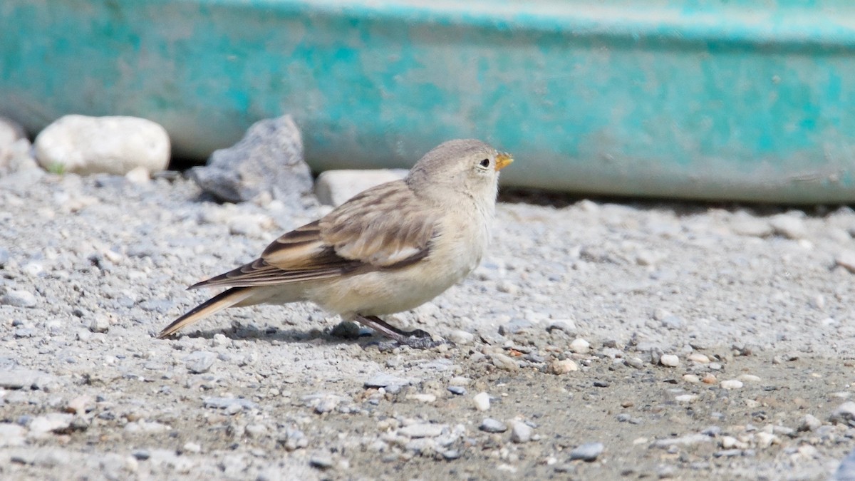 Black-winged Snowfinch - ML158683141