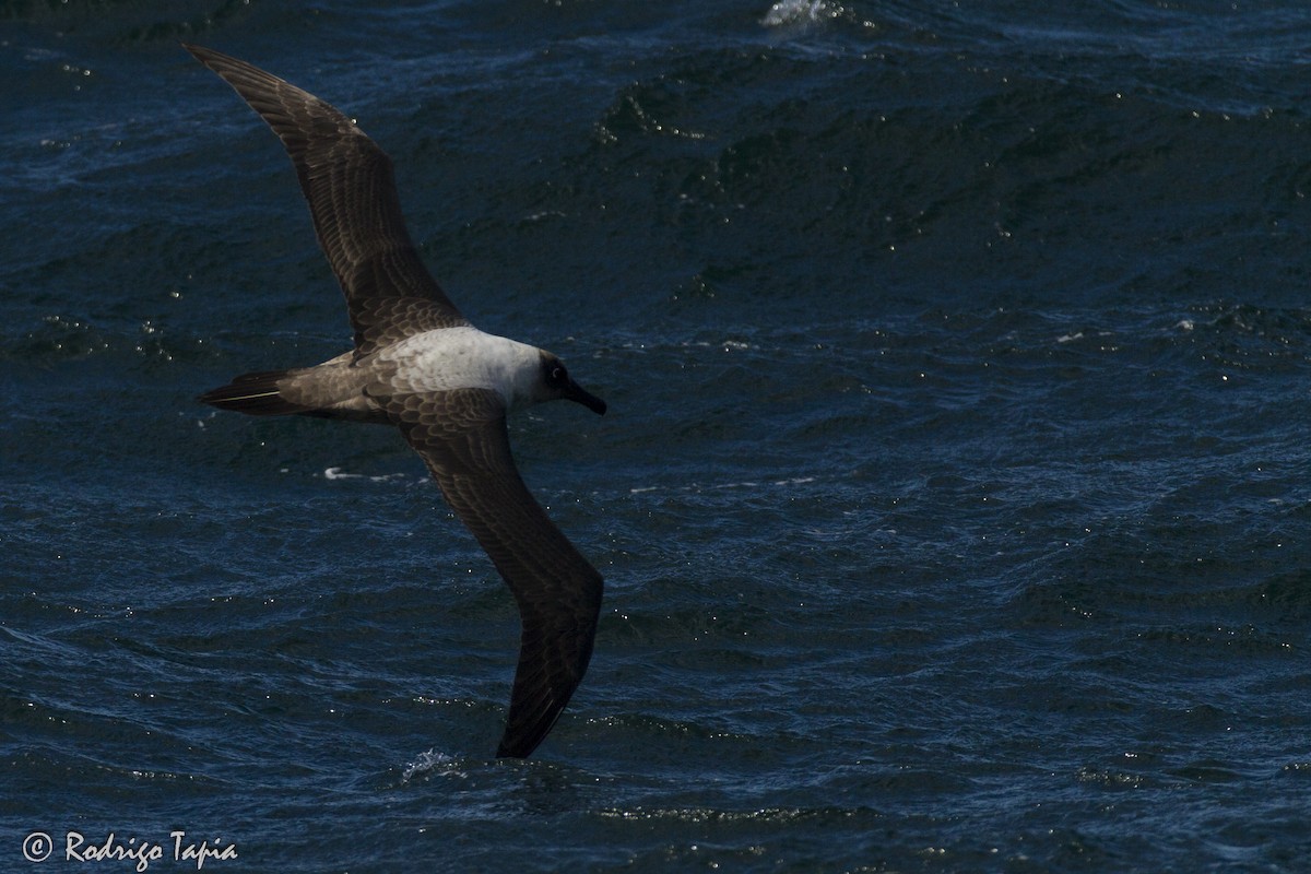 Light-mantled Albatross - ML158683511
