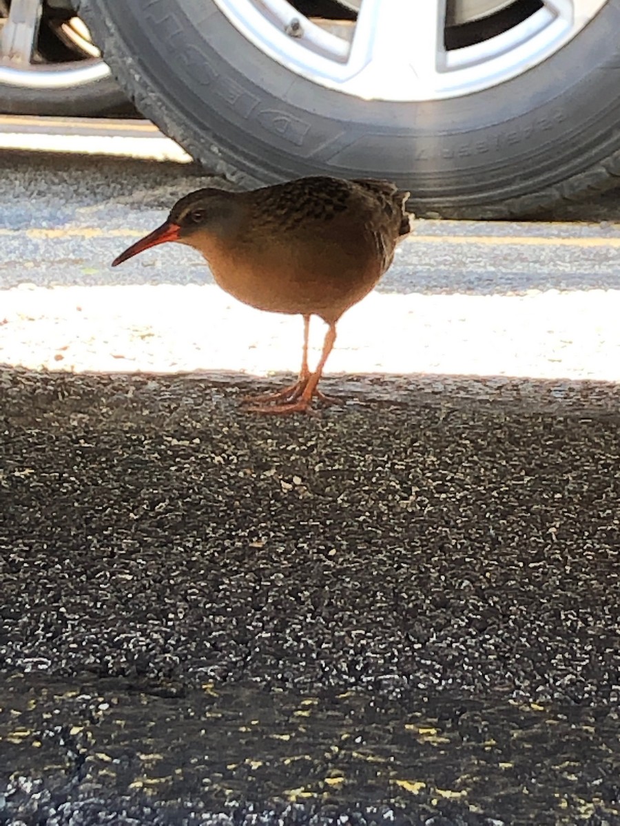 Virginia Rail - ML158687521