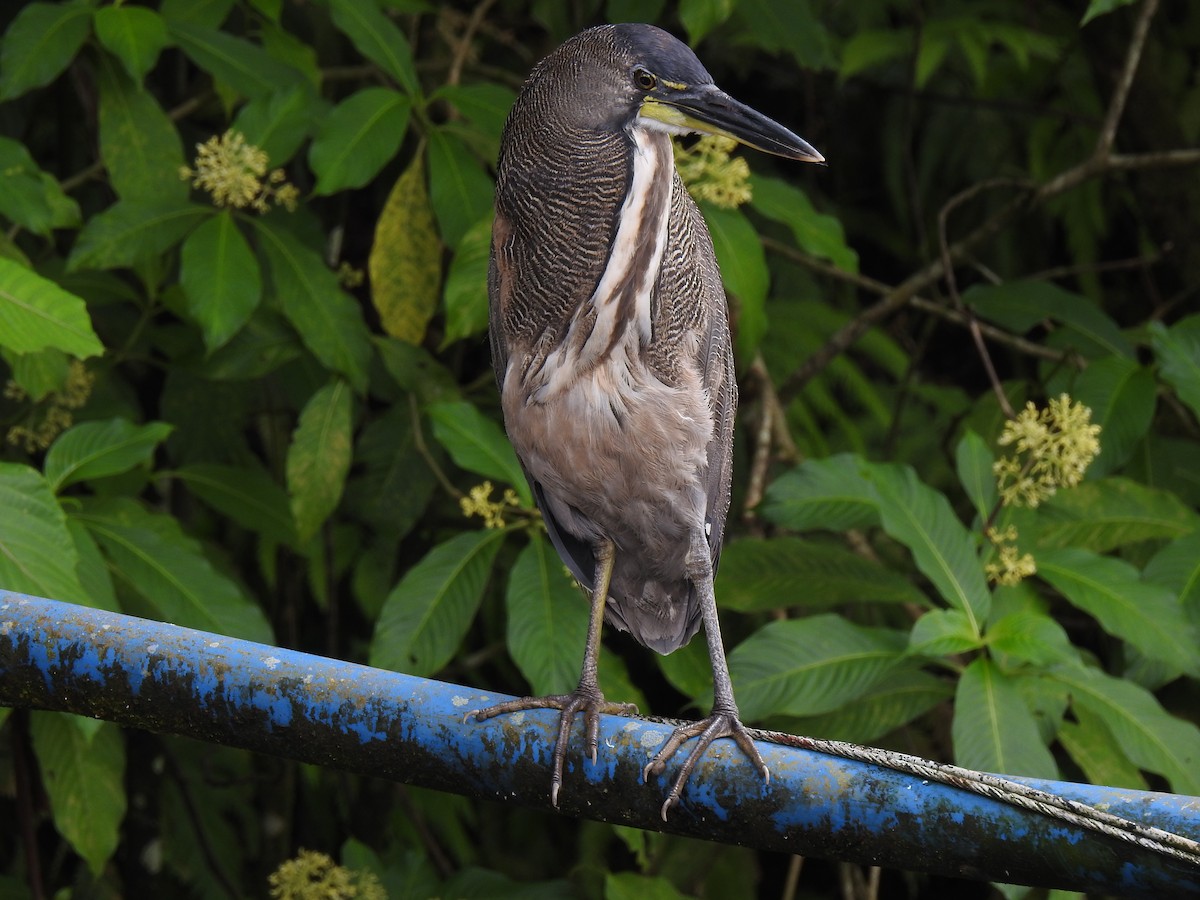 Fasciated Tiger-Heron - John and Milena Beer