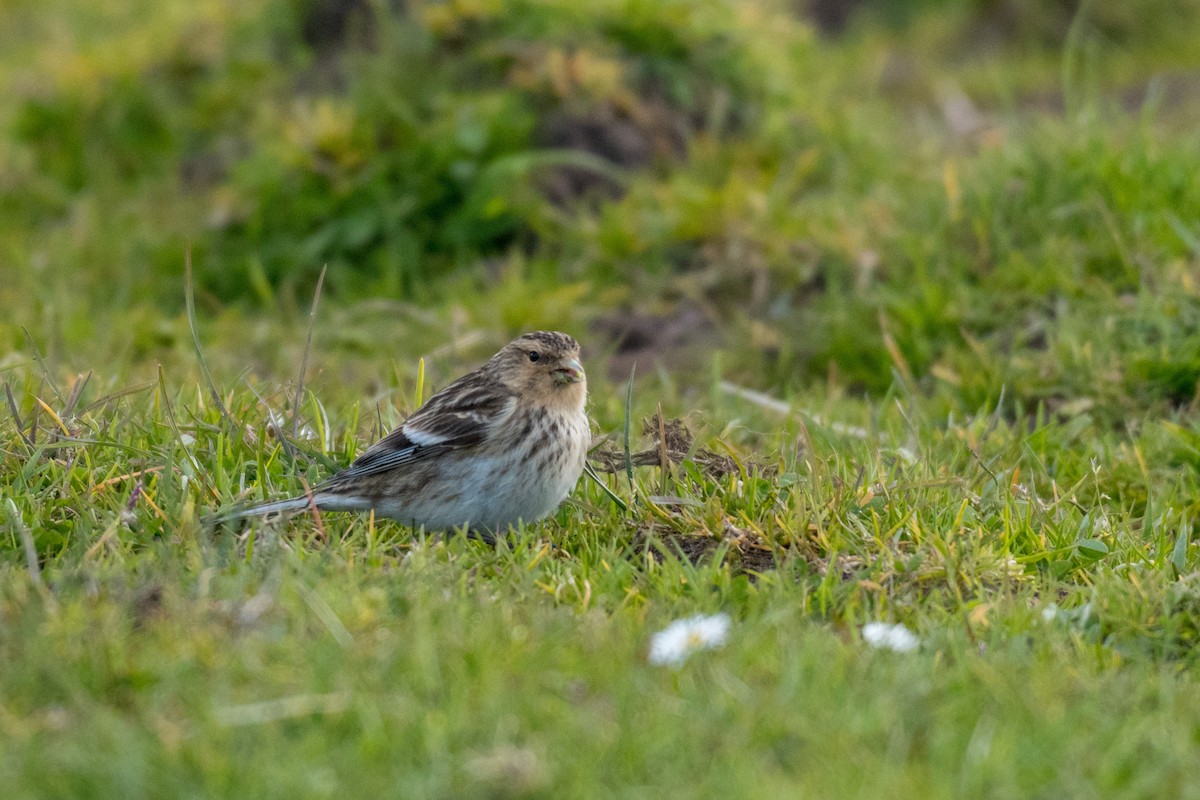 Twite - Raphaël Nussbaumer