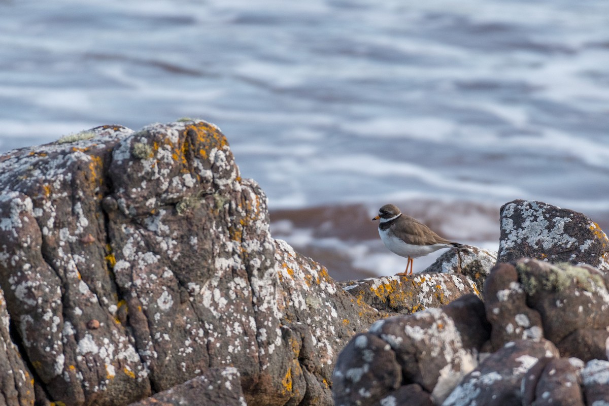 Common Ringed Plover - ML158689351