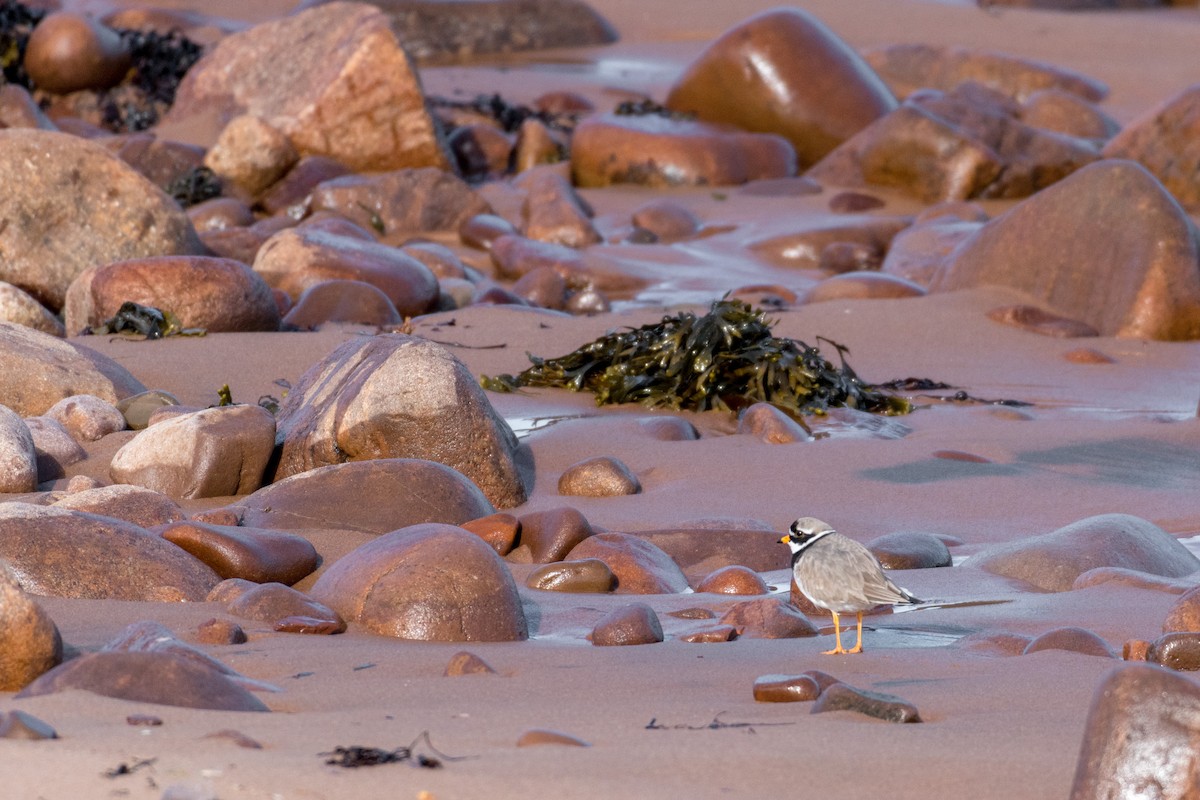 Common Ringed Plover - ML158689421